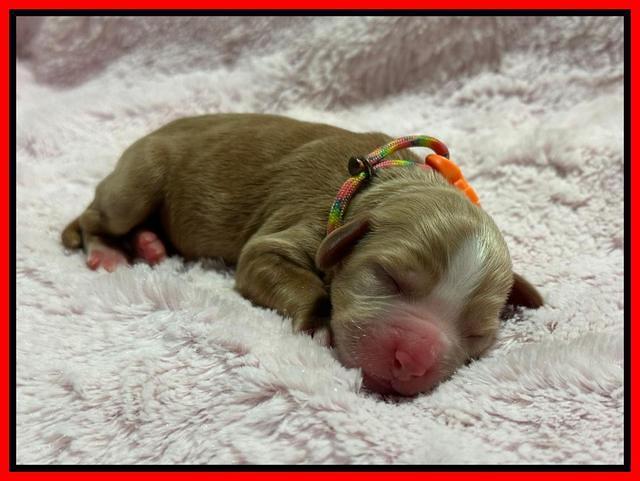 Haven Gambler newborn individual 231
