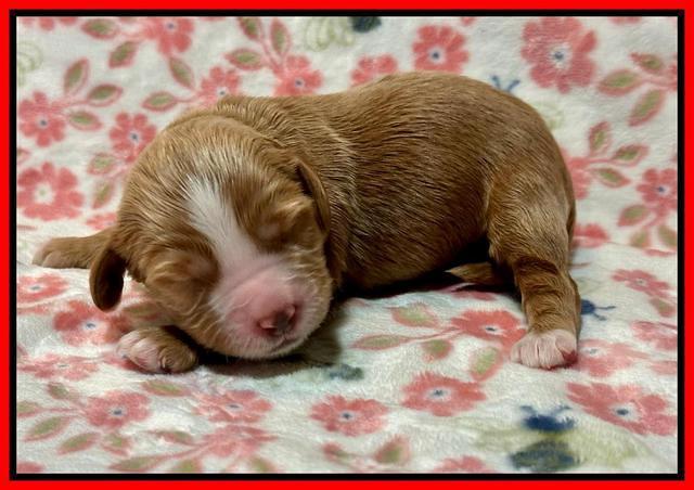 Haven Gambler one week individual 231