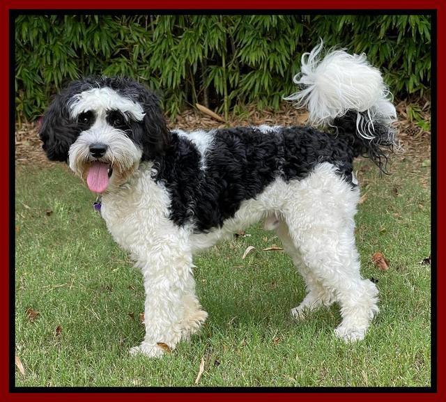 Checkers 1 year old 2