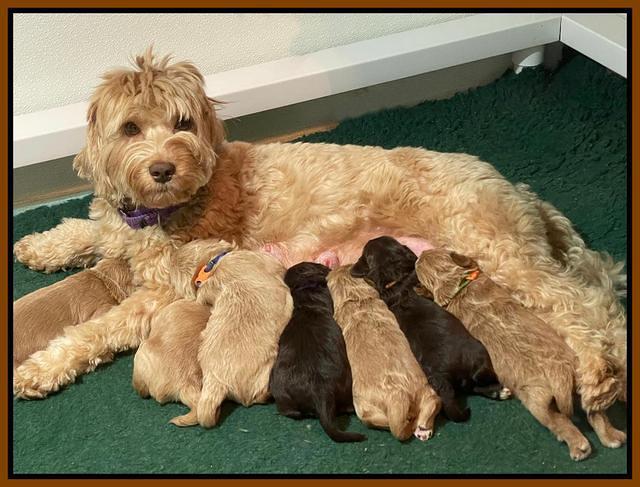 Hunnie Checkers Rebel 2 week old 51