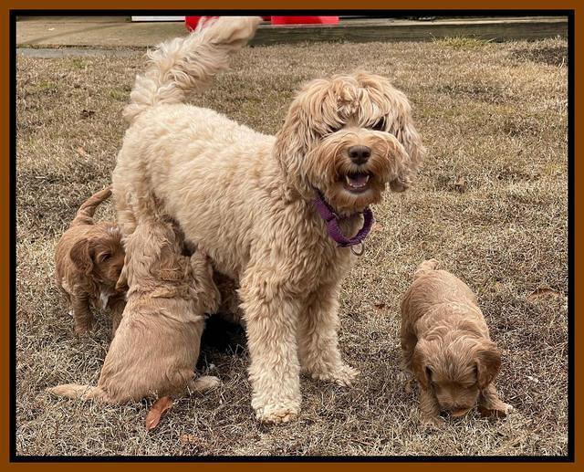 Hunnie Checkers Rebel 5 week old 21