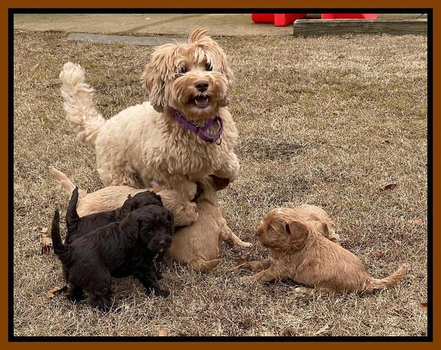 Hunnie Checkers Rebel 5 week old 31