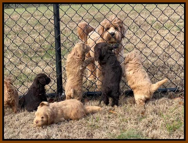 Hunnie Checkers Rebel 7 week old 11