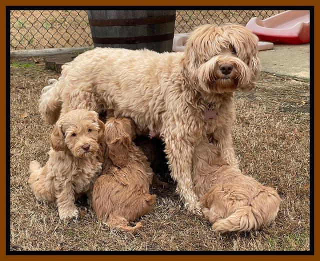 Hunnie Checkers Rebel 7 week old 21