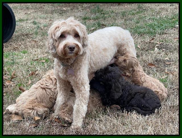 Hunnie Checkers Rebel 7 week old 421