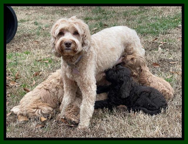 Hunnie Checkers Rebel 7 week old 431