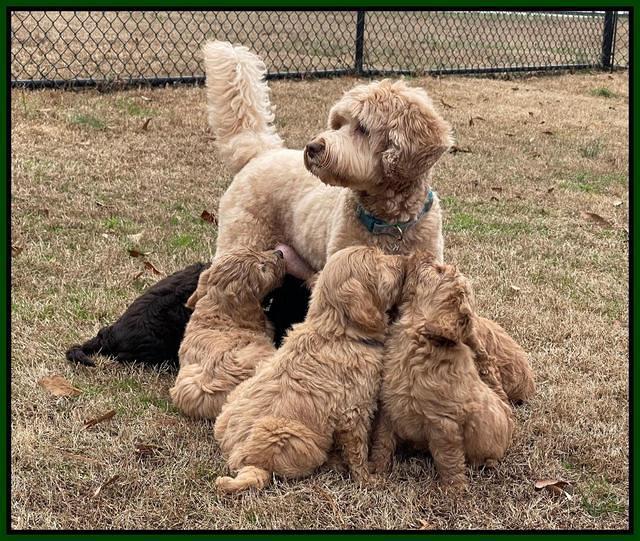 Hunnie Checkers Rebel 7 week old 461