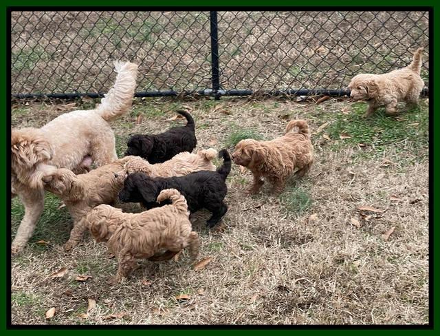 Hunnie Checkers Rebel 7 week old 481