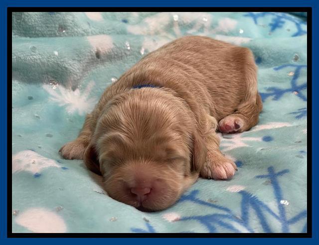 Hunnie Checkers Rebel 1 week old 41