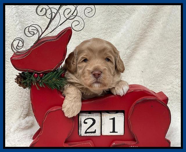 Hunnie Checkers Rebel 3 week old 21