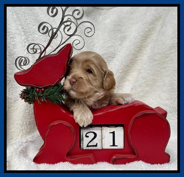 Hunnie Checkers Rebel 3 week old 41