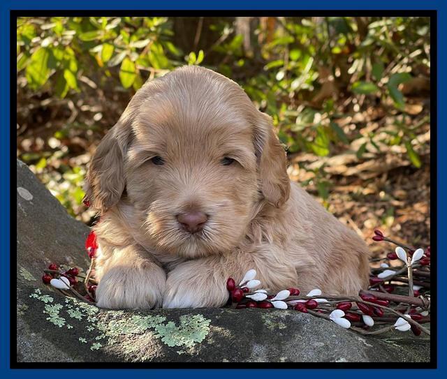 Hunnie Checkers Rebel 4 week old 11