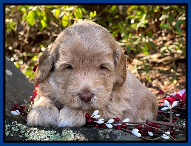 Hunnie Checkers Rebel 4 week old 21