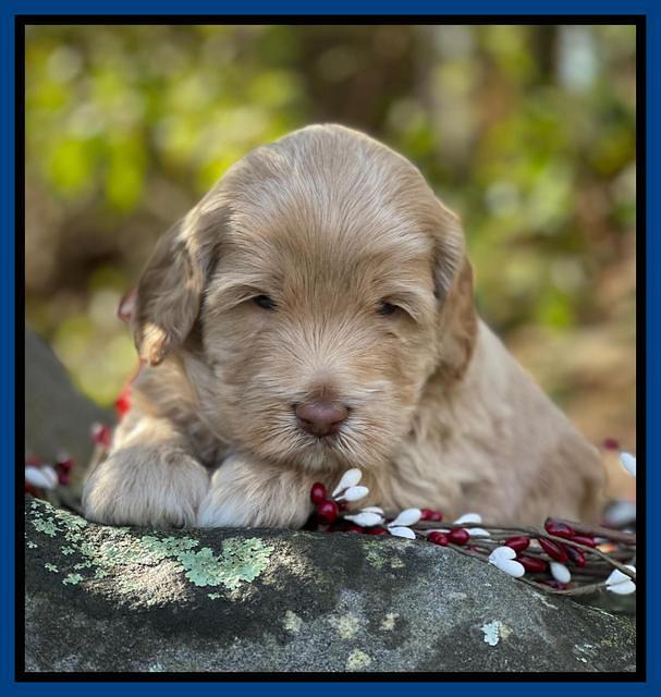 Hunnie Checkers Rebel 4 week old 31