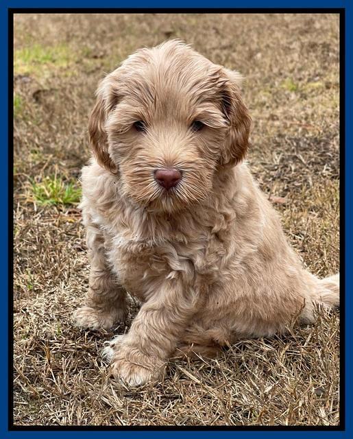 Hunnie Checkers Rebel 5 week old 51