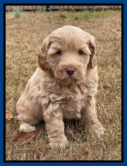 Hunnie Checkers Rebel 5 week old 71