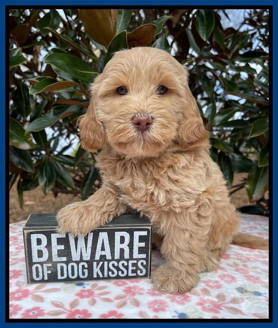 Hunnie Checkers Rebel 6 week old 31