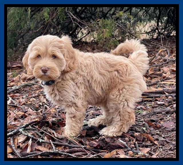 Hunnie Checkers Rebel 7 week old 41