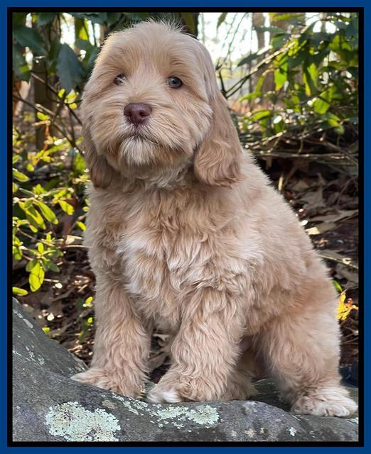 Hunnie Checkers Rebel 8 week old 151320