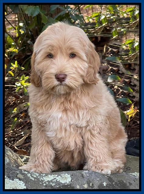 Hunnie Checkers Rebel 8 week old 161320