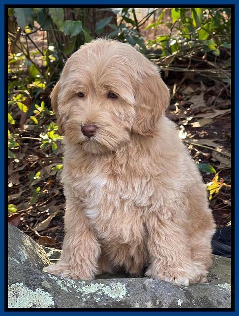 Hunnie Checkers Rebel 8 week old 171320