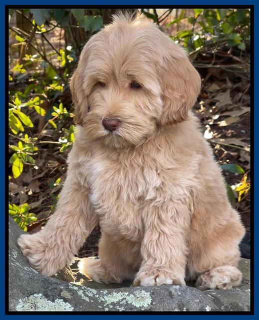 Hunnie Checkers Rebel 8 week old 181320