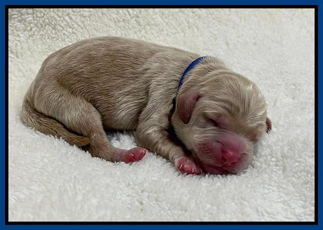 Hunnie Checkers Rebel Newborn 1 5