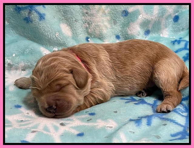 Hunnie Checkers Rebel 1 week old 51