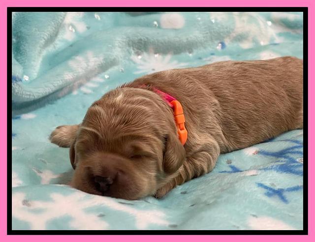 Hunnie Checkers Rebel 1 week old 61