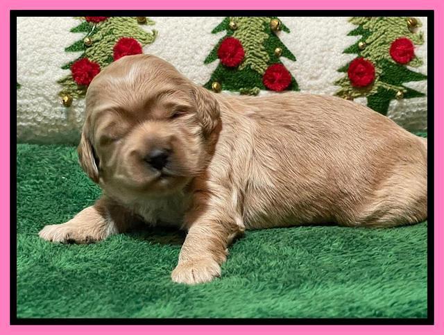 Hunnie Checkers Rebel 2 week old 101