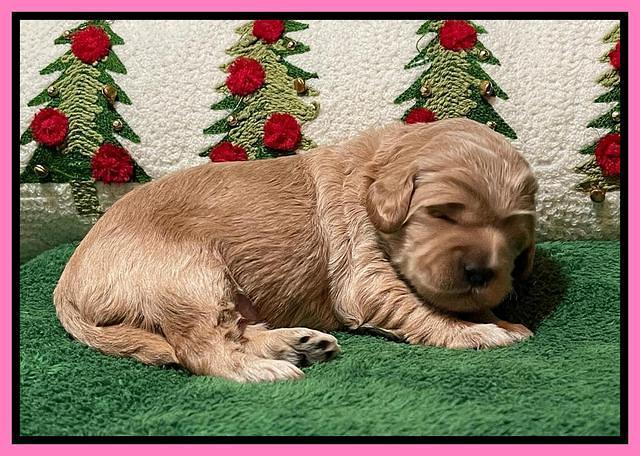 Hunnie Checkers Rebel 2 week old 111