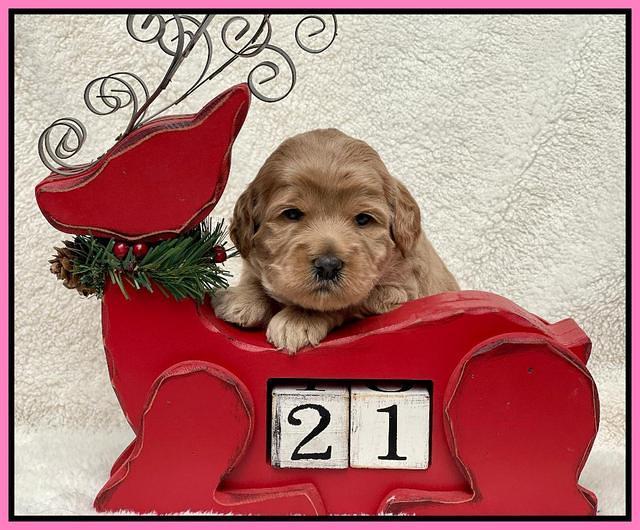 Hunnie Checkers Rebel 3 week old 71