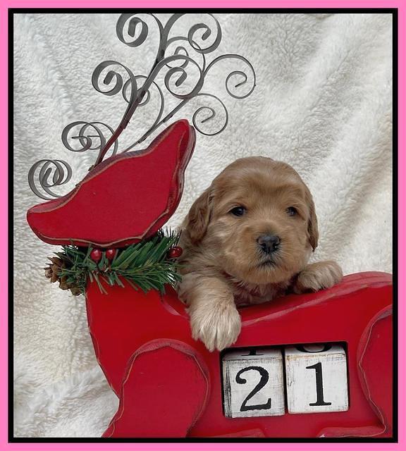 Hunnie Checkers Rebel 3 week old 81