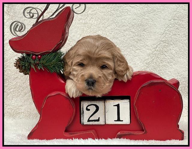Hunnie Checkers Rebel 3 week old 91