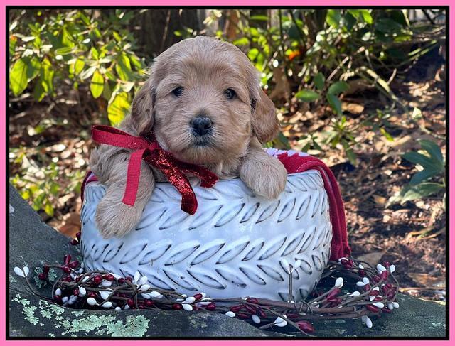 Hunnie Checkers Rebel 4 week old 161