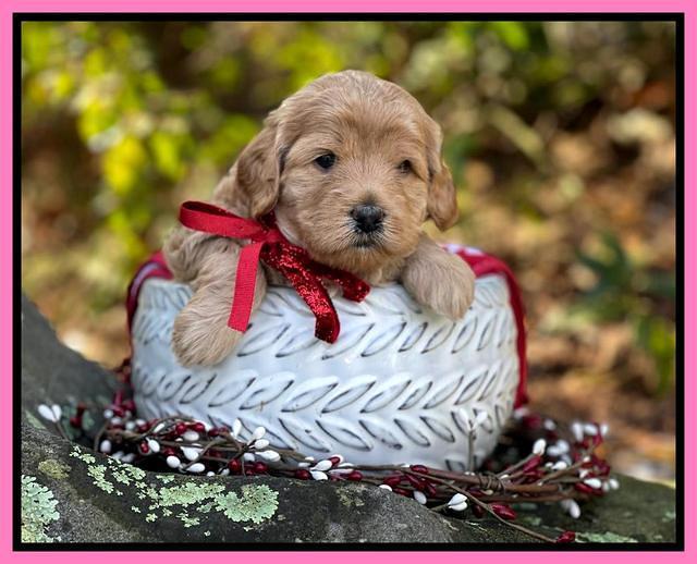 Hunnie Checkers Rebel 4 week old 181