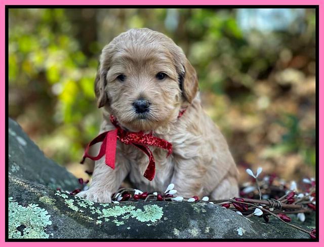 Hunnie Checkers Rebel 4 week old 201