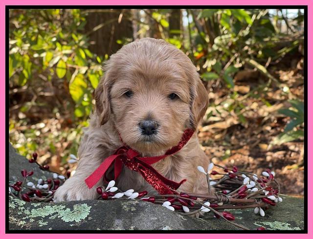 Hunnie Checkers Rebel 4 week old 211