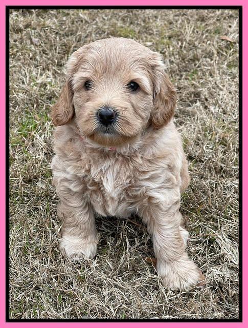 Hunnie Checkers Rebel 5 week old 101