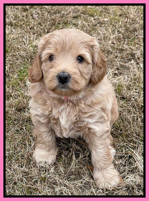 Hunnie Checkers Rebel 5 week old 111