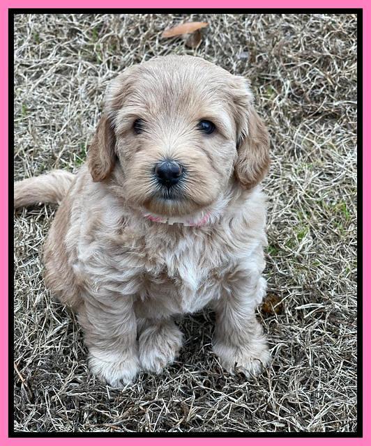 Hunnie Checkers Rebel 5 week old 81