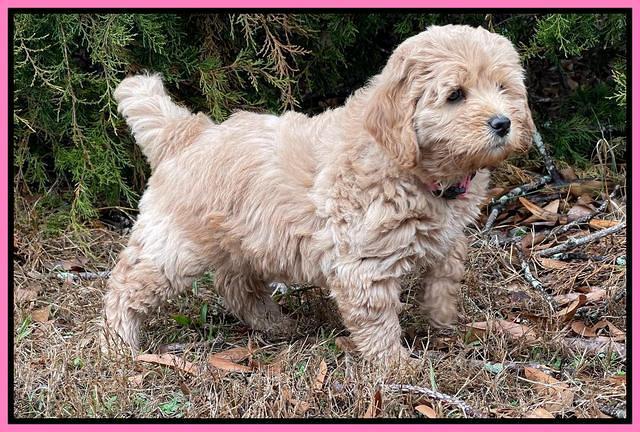 Hunnie Checkers Rebel 7 week old 101