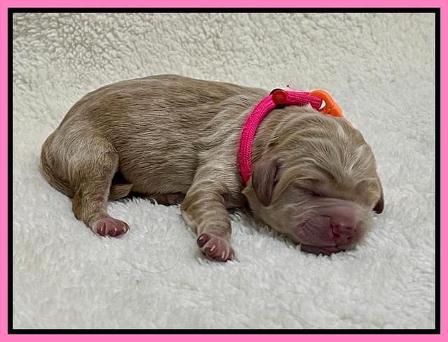 Hunnie Checkers Rebel Newborn 1 7