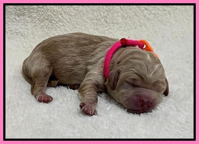 Hunnie Checkers Rebel Newborn 1 8