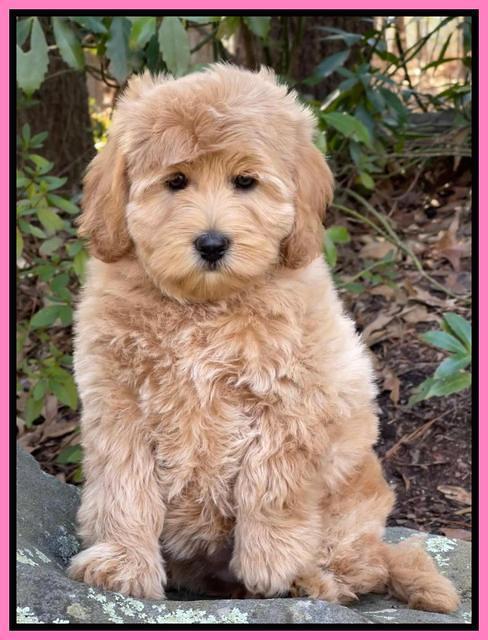 hunnie checkers rebel 8 weeks old 105000