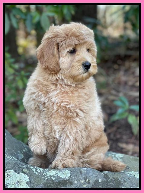 hunnie checkers rebel 8 weeks old 115000