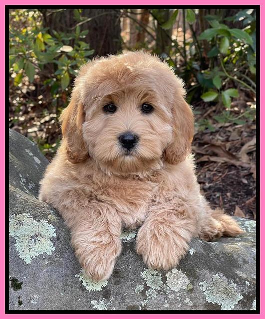 hunnie checkers rebel 8 weeks old 125000