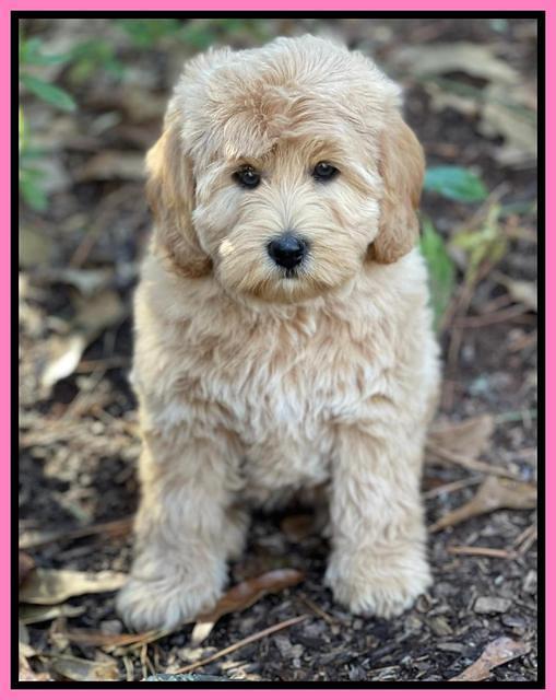 hunnie checkers rebel 8 weeks old 145000