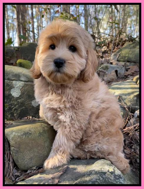 hunnie checkers rebel 8 weeks old 85000