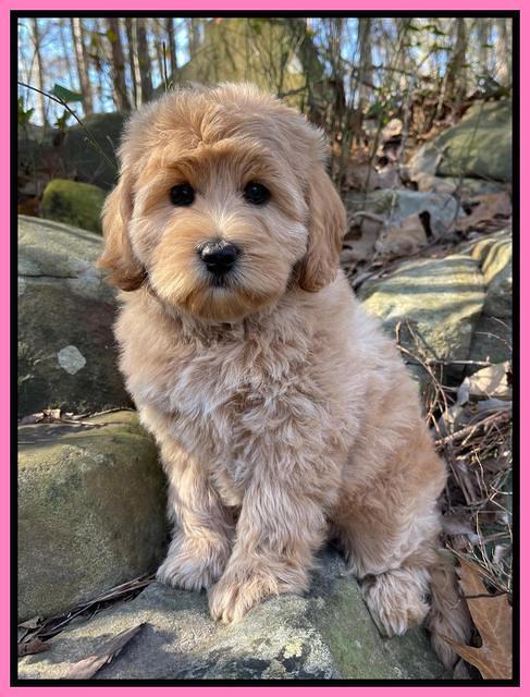 hunnie checkers rebel 8 weeks old 95000